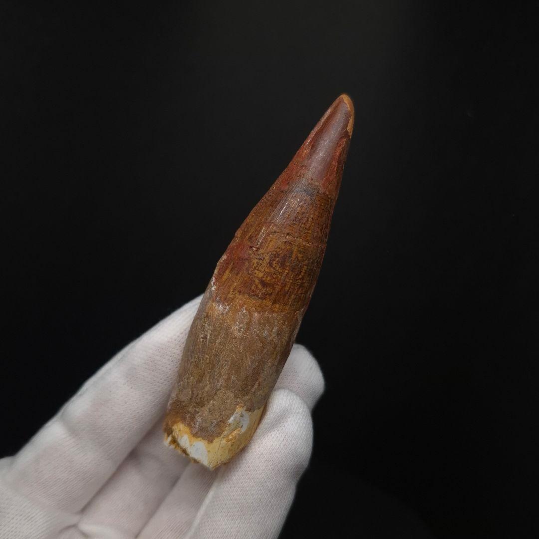 スピノサウルス 本物 モロッコ産 83.70mm sp511