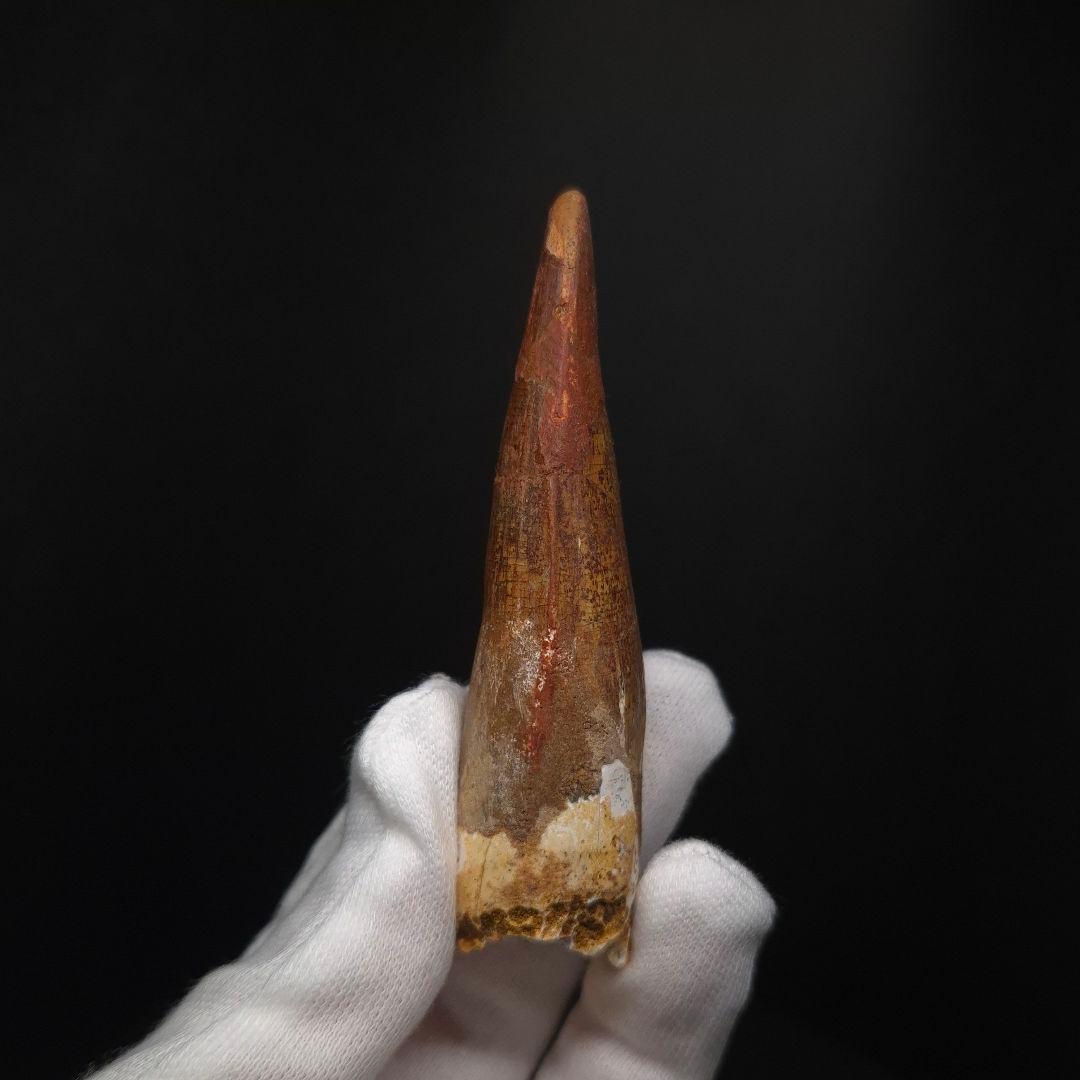 スピノサウルス 本物 モロッコ産 83.70mm sp511