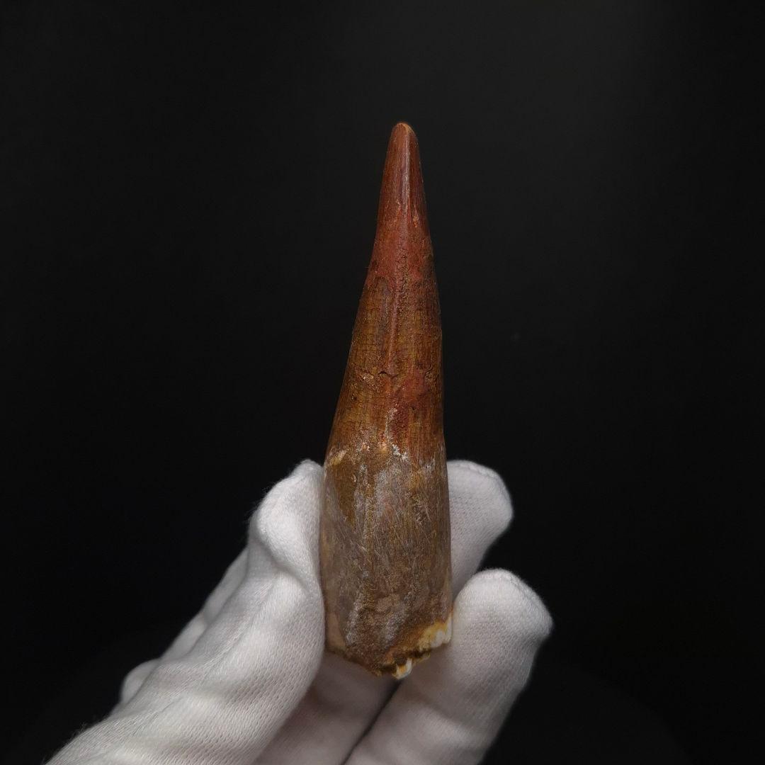 スピノサウルス 本物 モロッコ産 83.70mm sp511