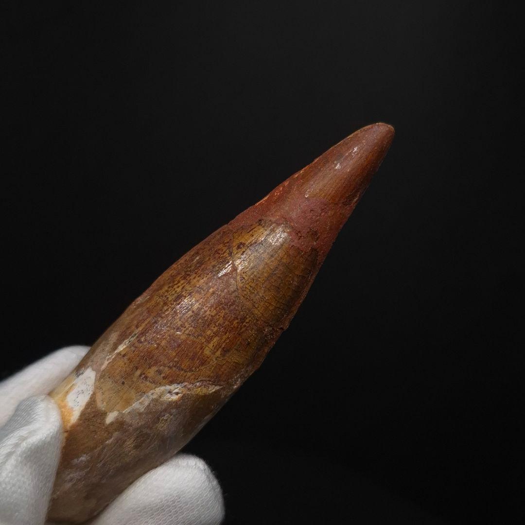 スピノサウルス 本物 モロッコ産 83.70mm sp511