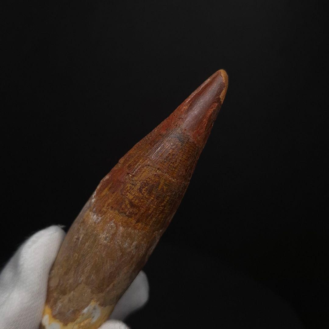 スピノサウルス 本物 モロッコ産 83.70mm sp511