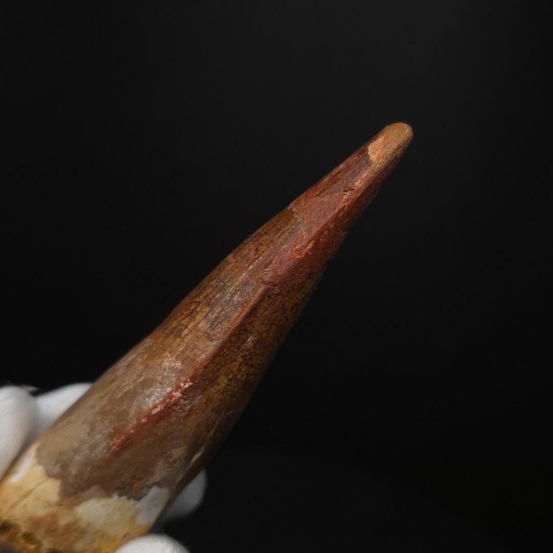 スピノサウルス 本物 モロッコ産 83.70mm sp511