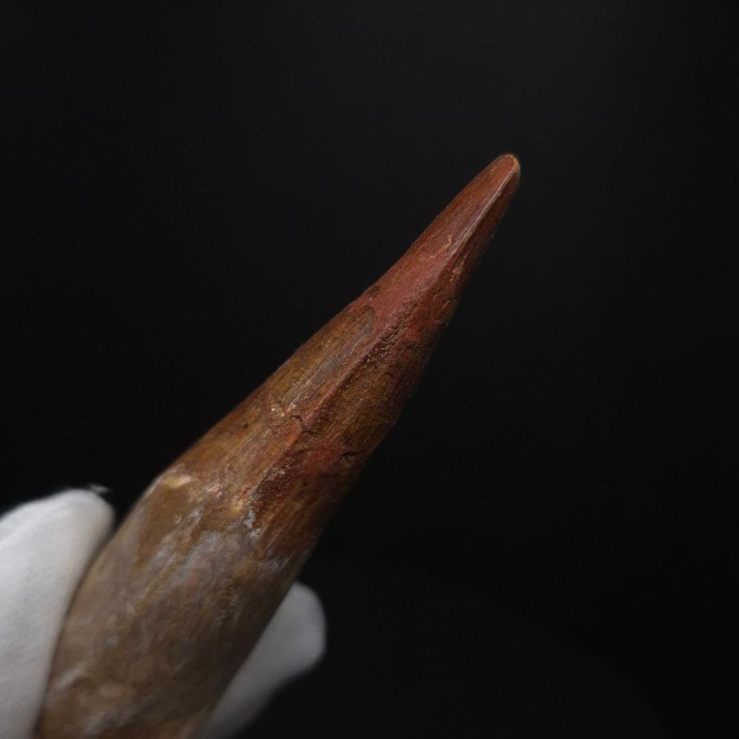 スピノサウルス 本物 モロッコ産 83.70mm sp511