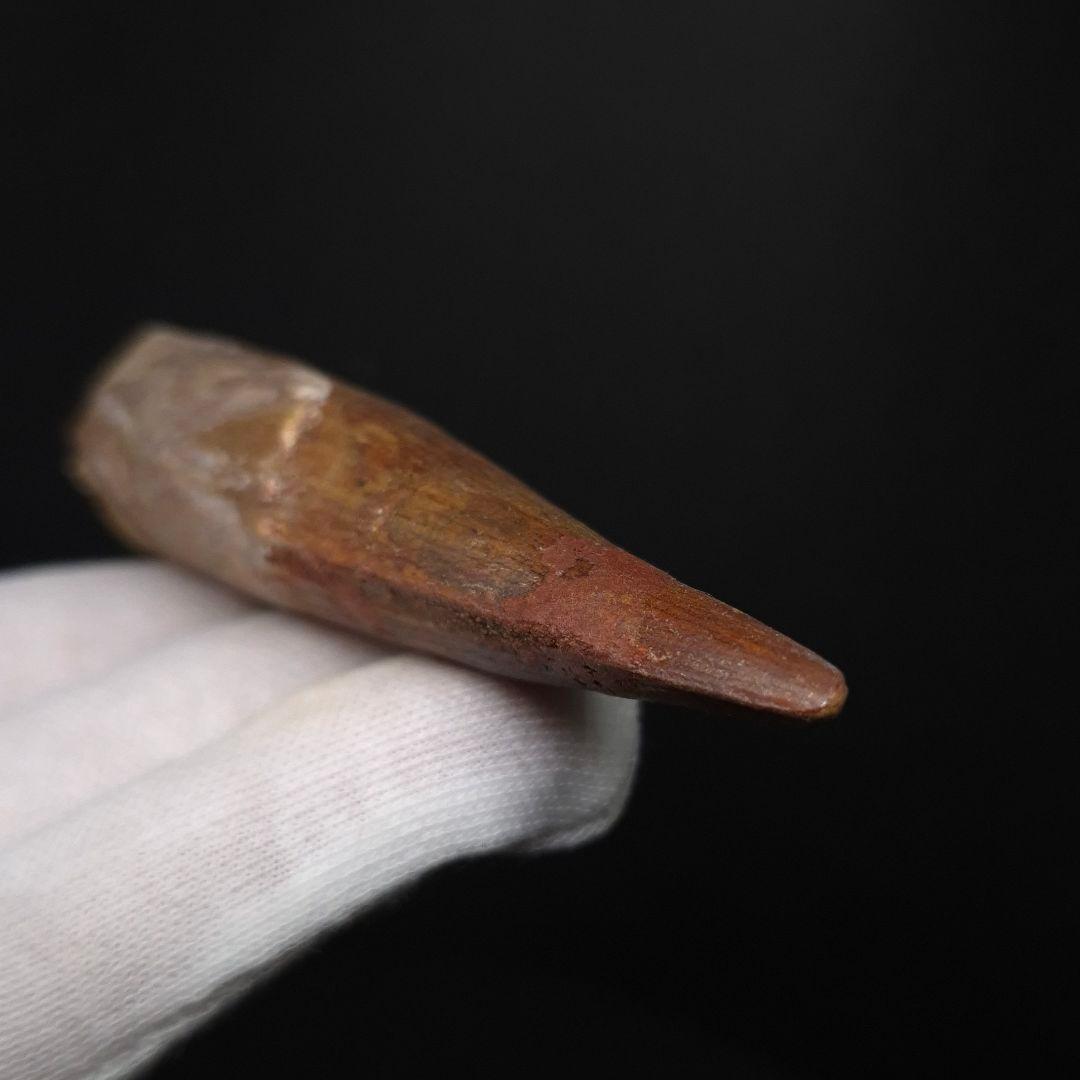 スピノサウルス 本物 モロッコ産 83.70mm sp511