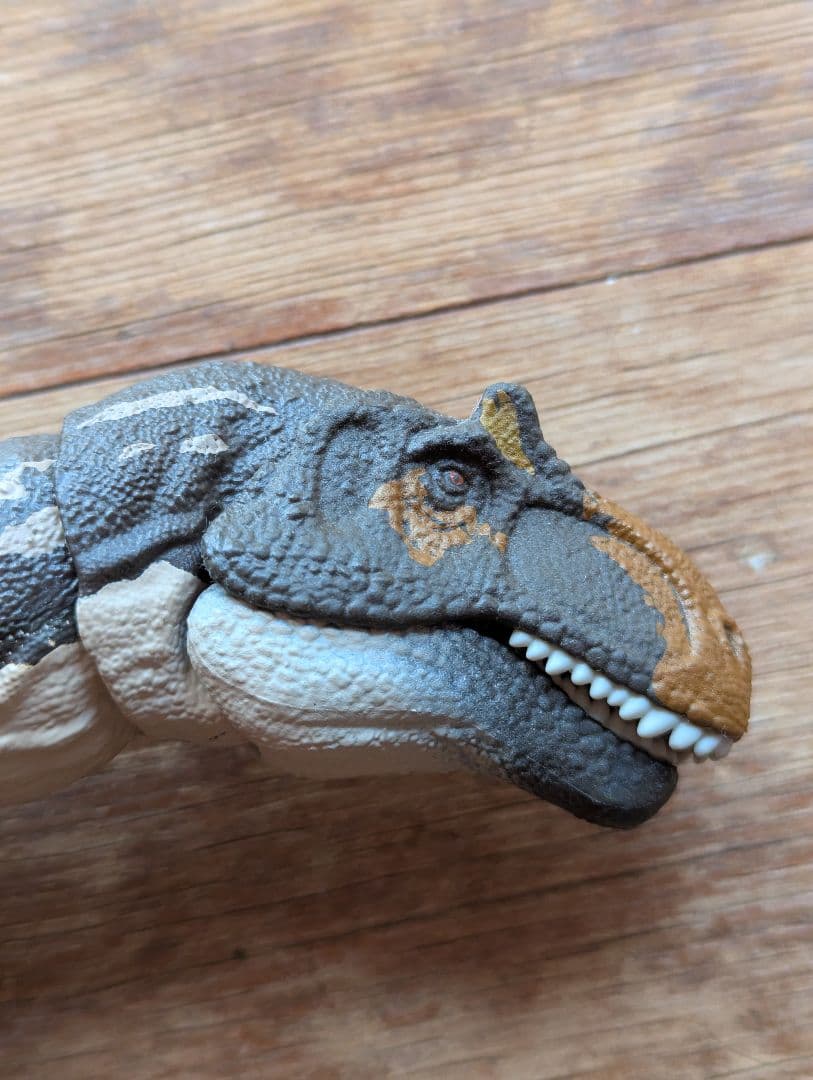 ハモンドコレクション　メトリアカントサウルス