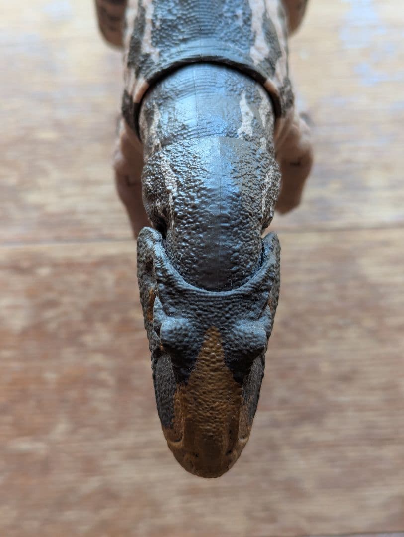 ハモンドコレクション　メトリアカントサウルス