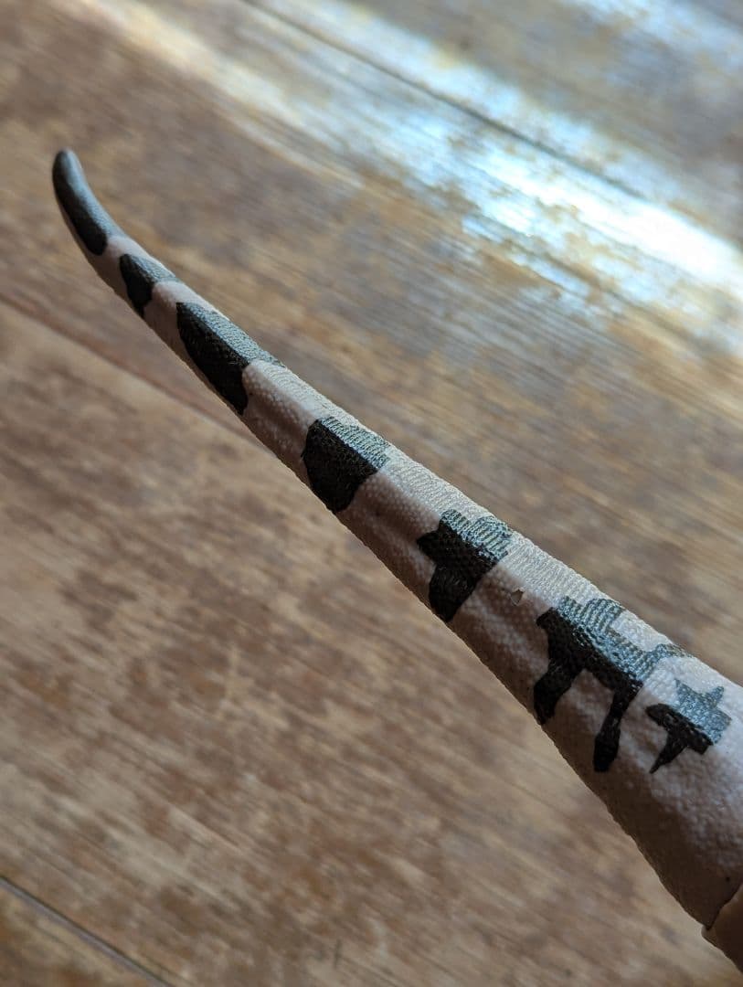 ハモンドコレクション　メトリアカントサウルス