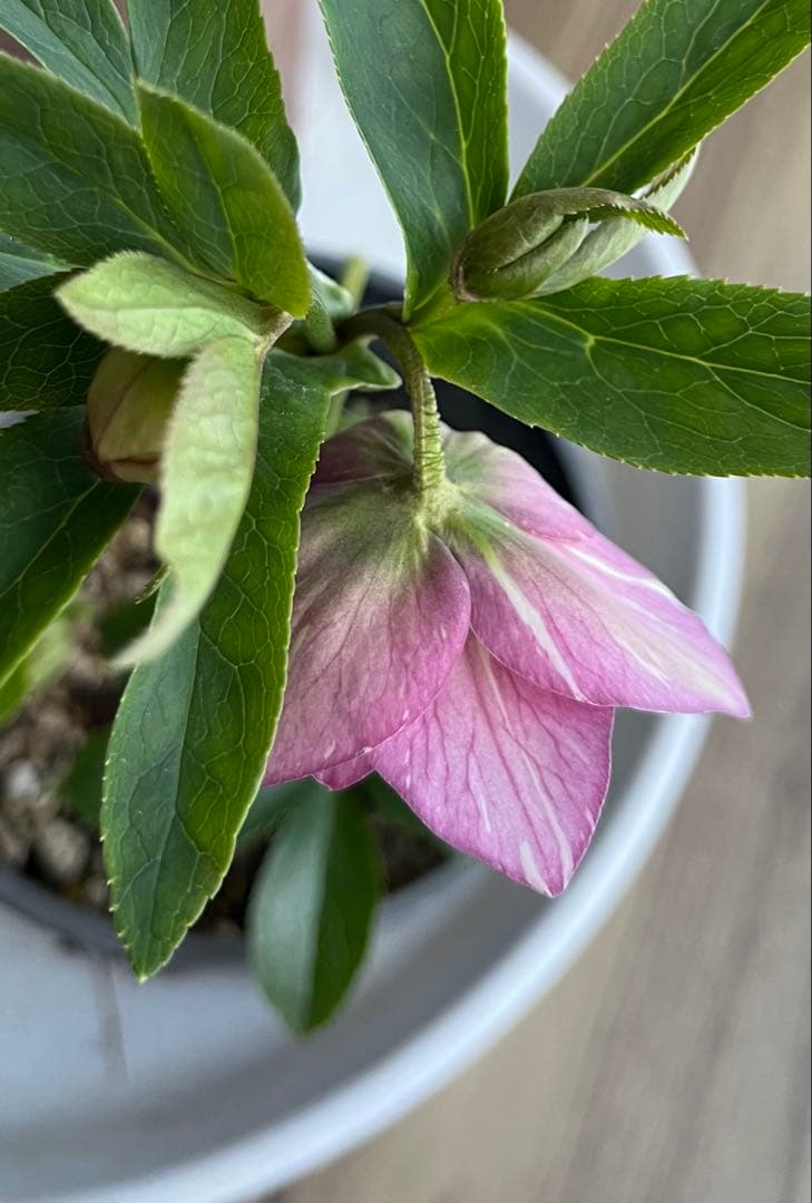 クリスマスローズ絞りNo.3