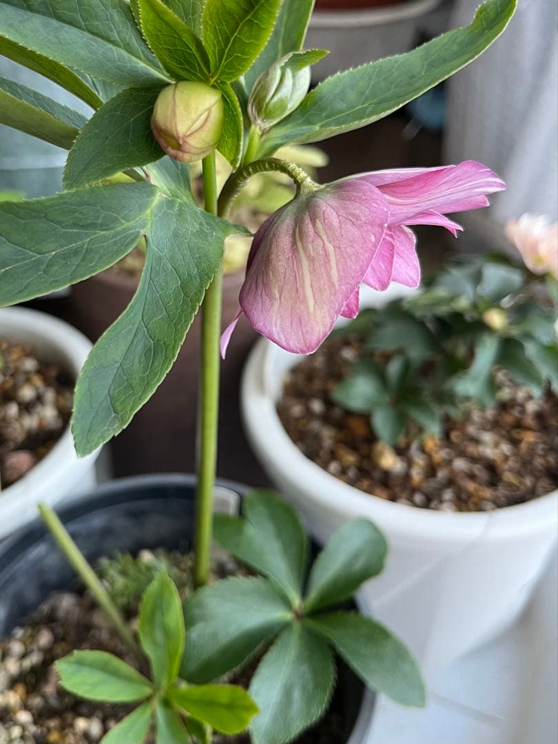 クリスマスローズ絞りNo.3