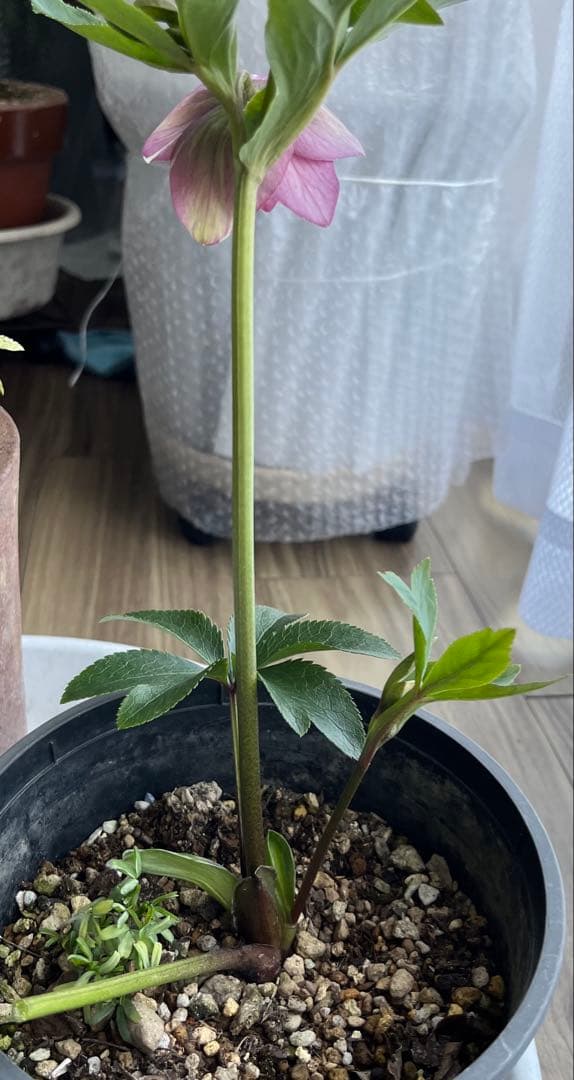 クリスマスローズ絞りNo.3