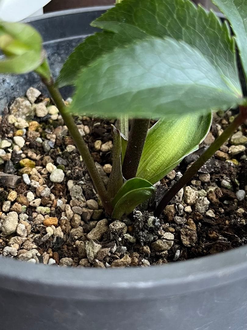 クリスマスローズ絞りNo.3