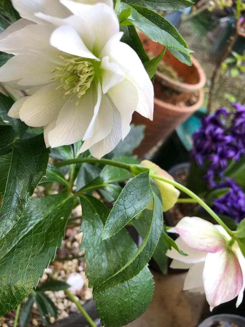 クリスマスローズ絞りNo.3