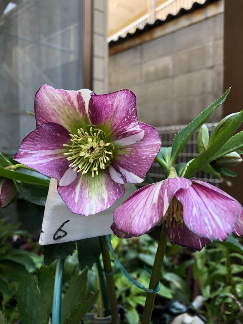 クリスマスローズ絞りNo.3