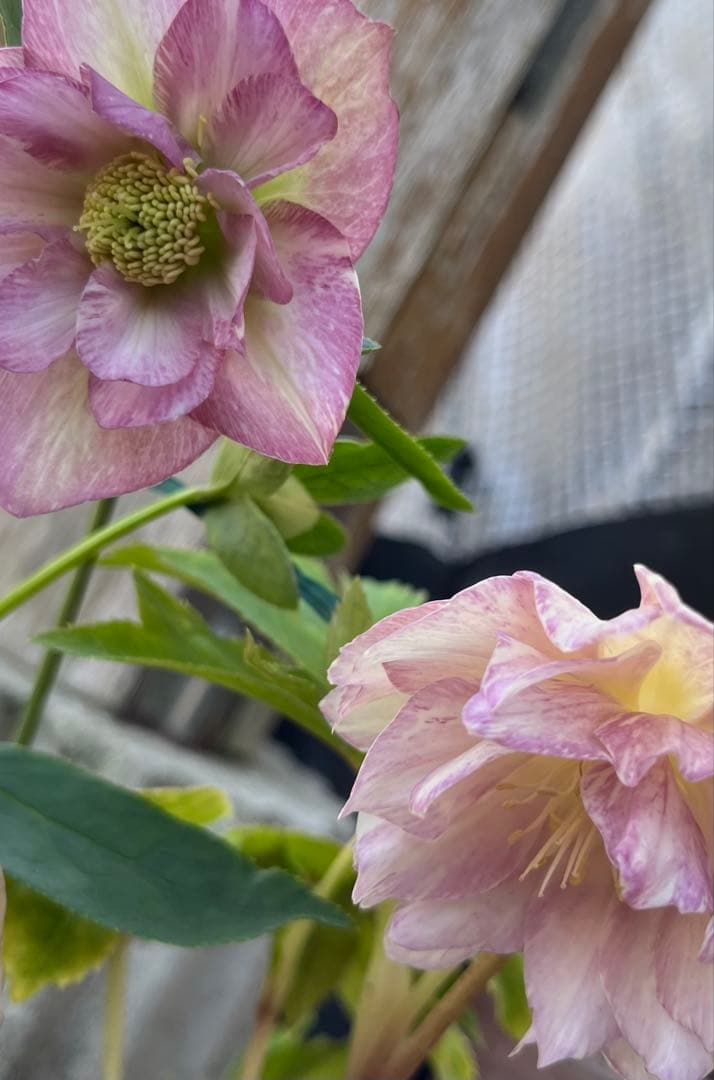 クリスマスローズ絞りNo.3