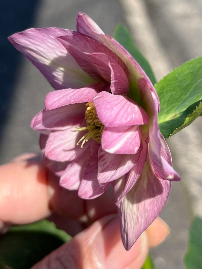 クリスマスローズ絞りNo.3