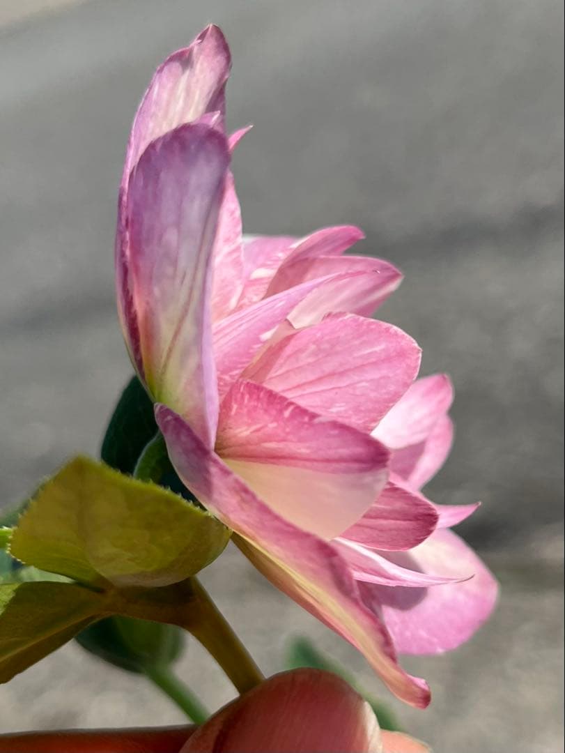 クリスマスローズ絞りNo.3