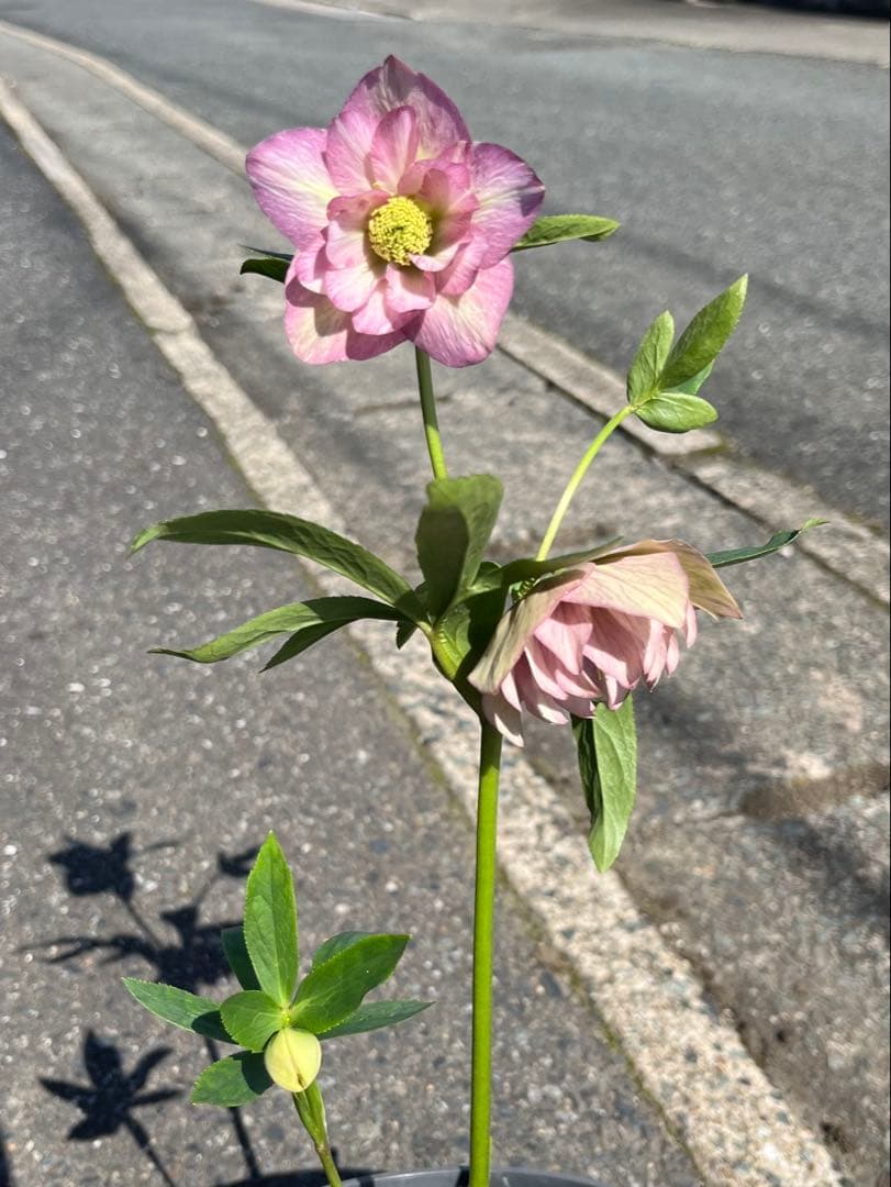 クリスマスローズ絞りNo.3