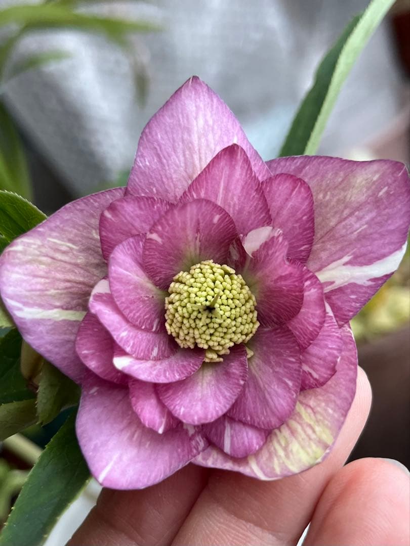 クリスマスローズ絞りNo.3