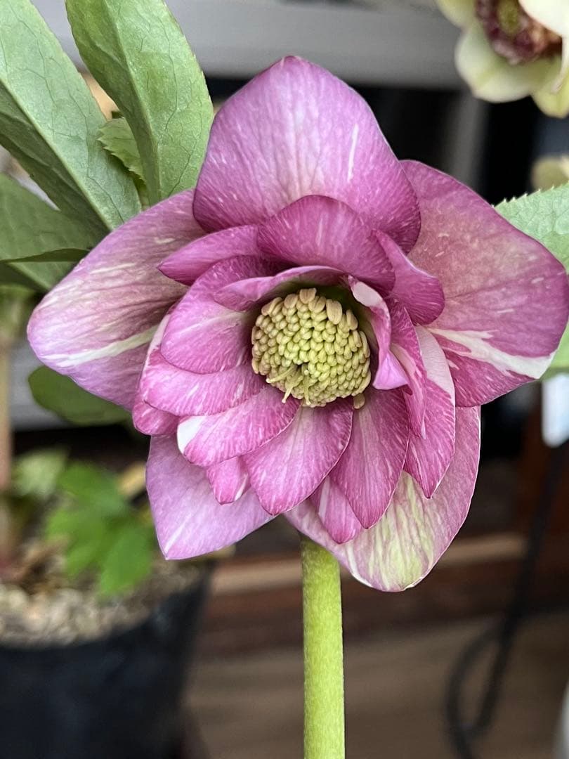 クリスマスローズ絞りNo.3