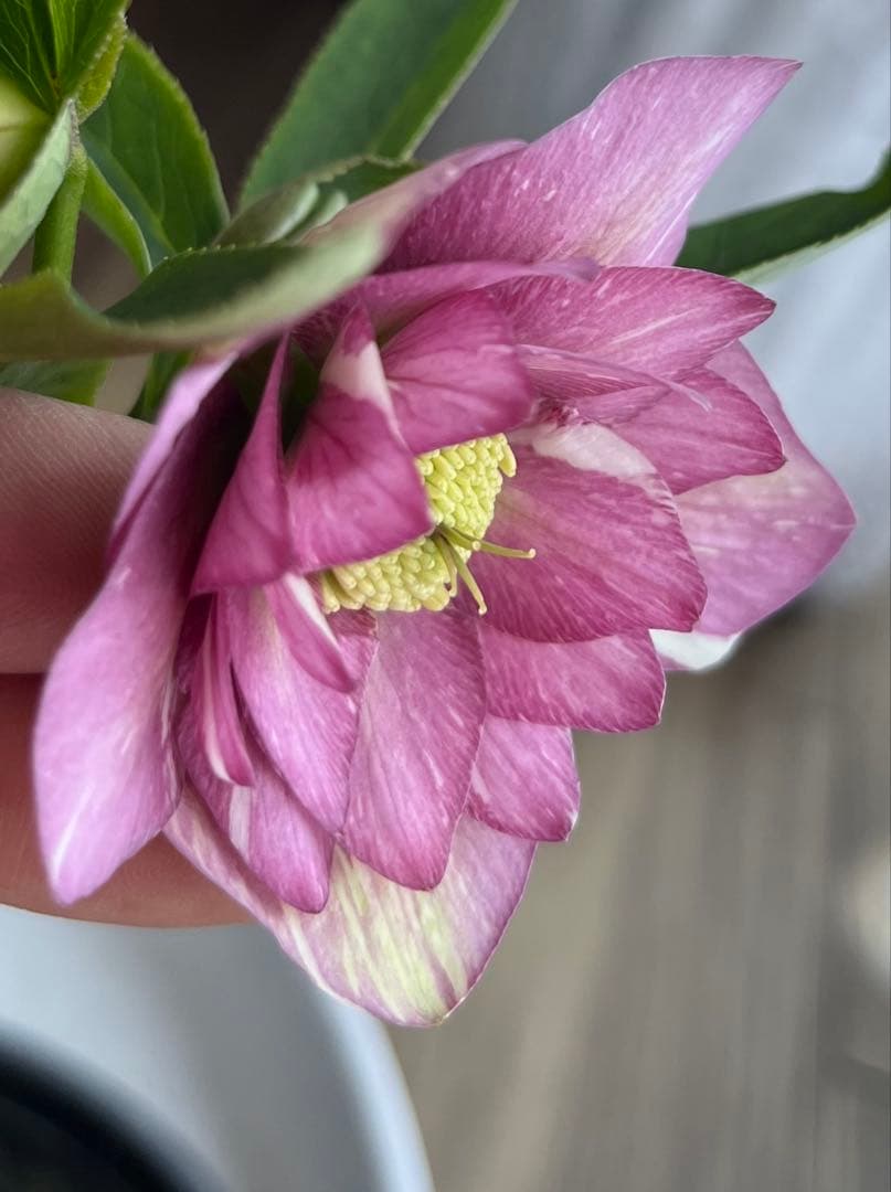 クリスマスローズ絞りNo.3