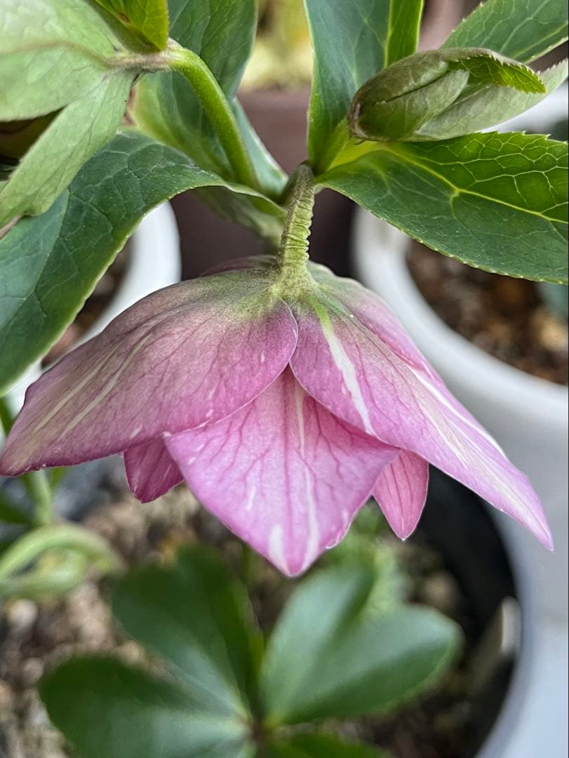 クリスマスローズ絞りNo.3