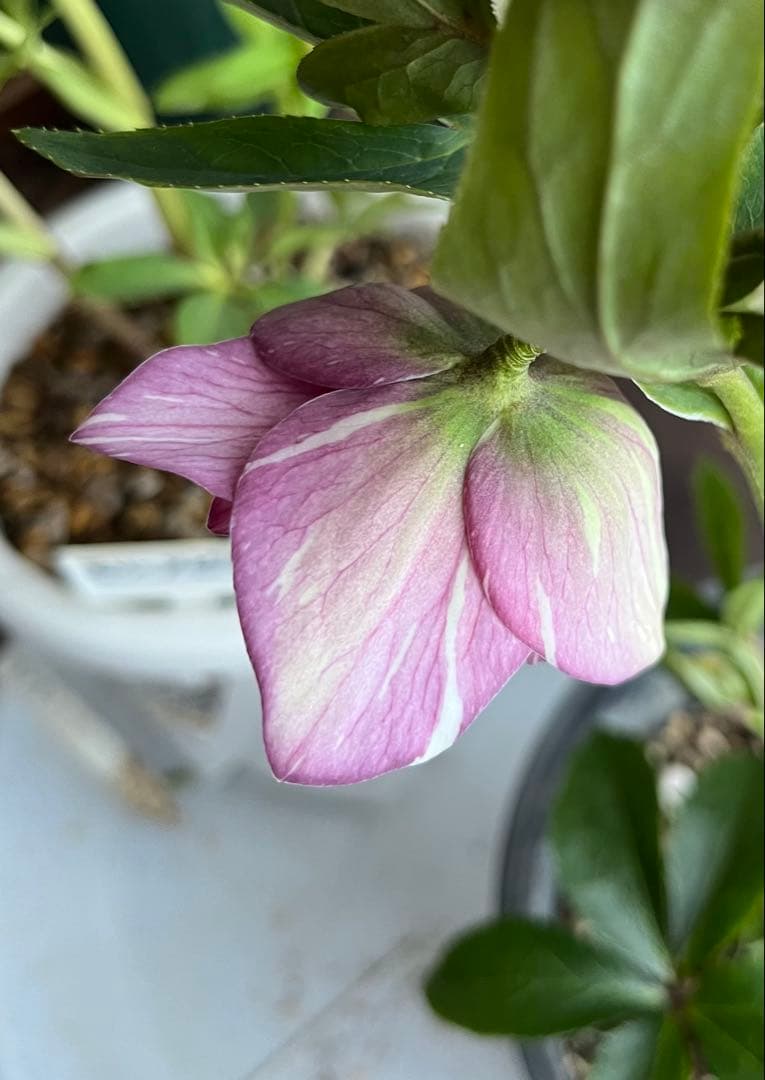 クリスマスローズ絞りNo.3