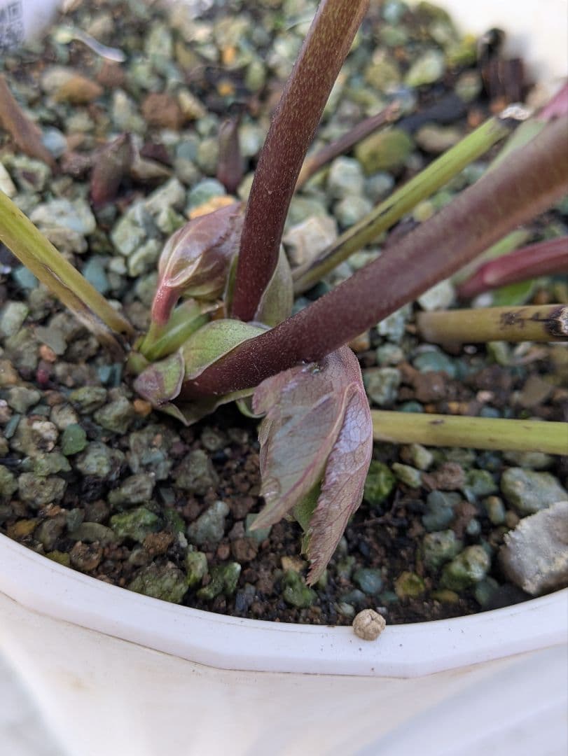 クリスマスローズ　シングル〈大和園〉