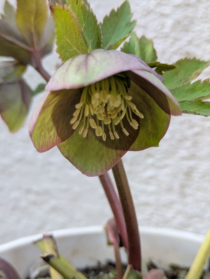 クリスマスローズ　シングル〈大和園〉