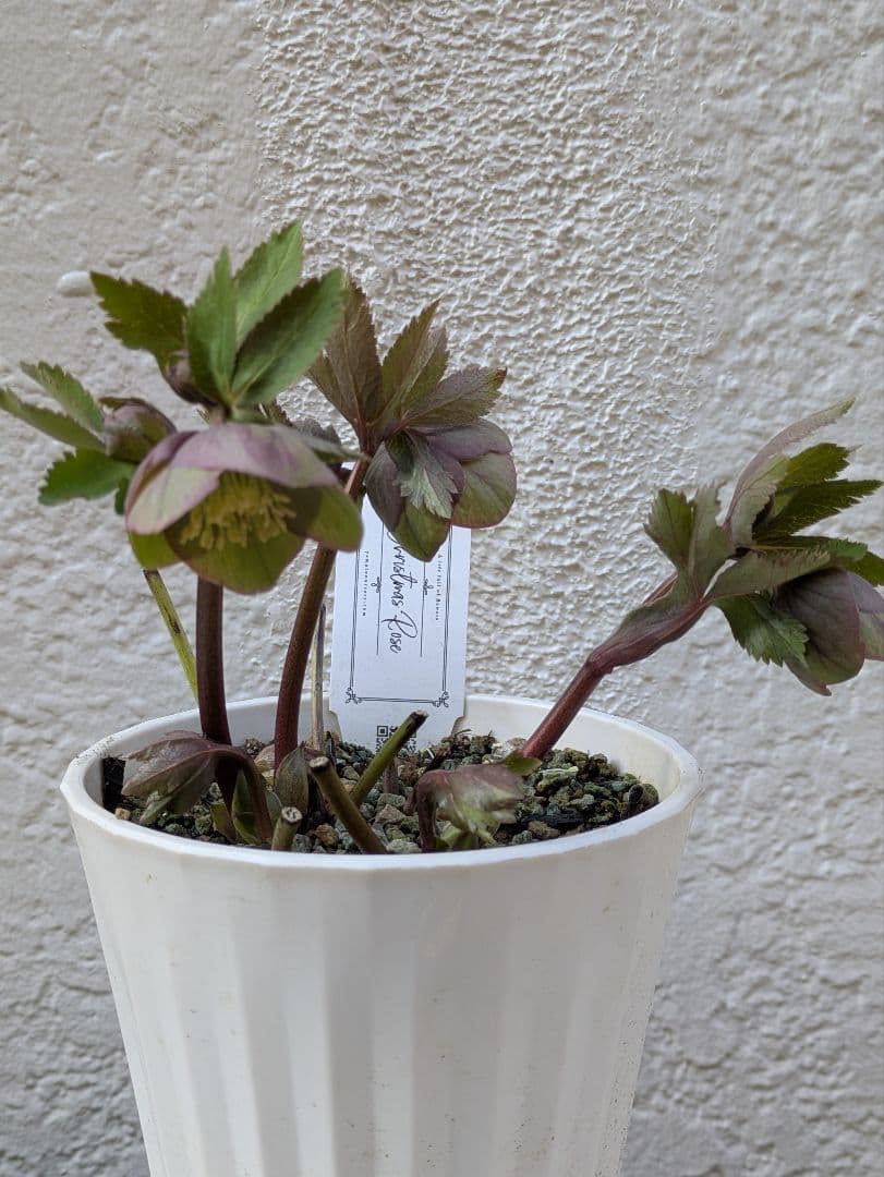 クリスマスローズ　シングル〈大和園〉