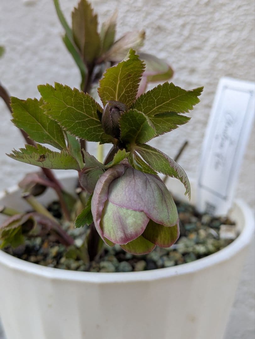 クリスマスローズ　シングル〈大和園〉