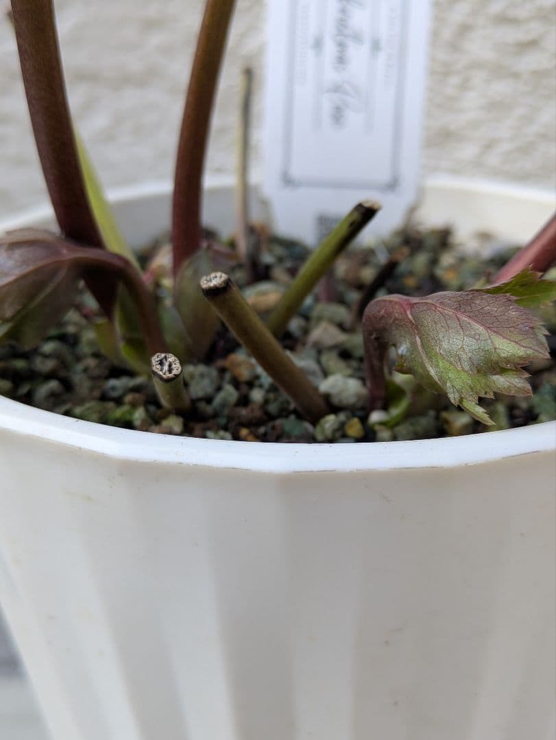 クリスマスローズ　シングル〈大和園〉