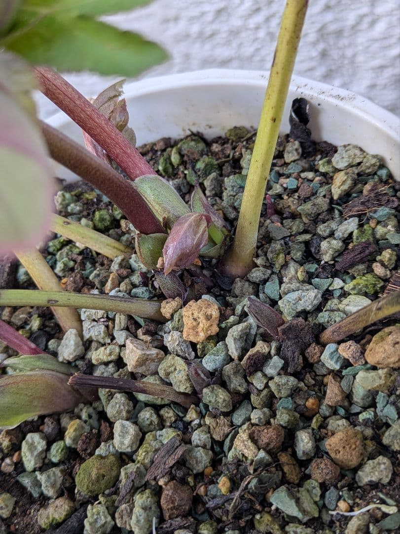 クリスマスローズ　シングル〈大和園〉