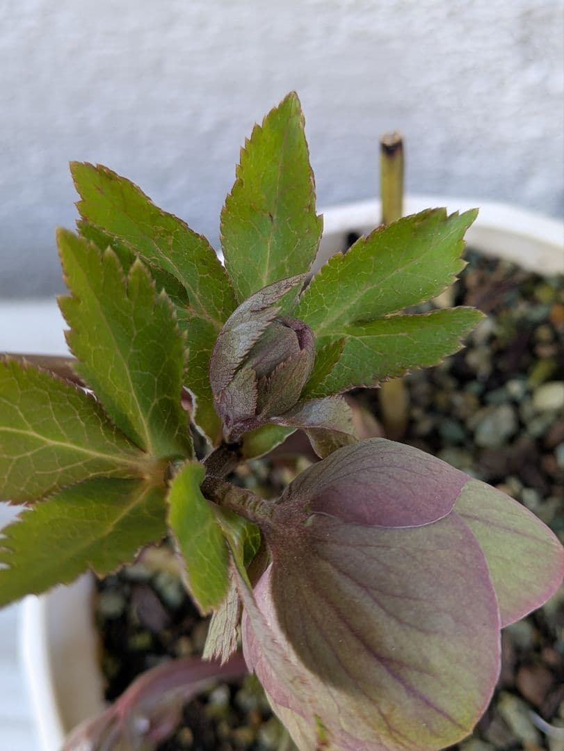 クリスマスローズ　シングル〈大和園〉