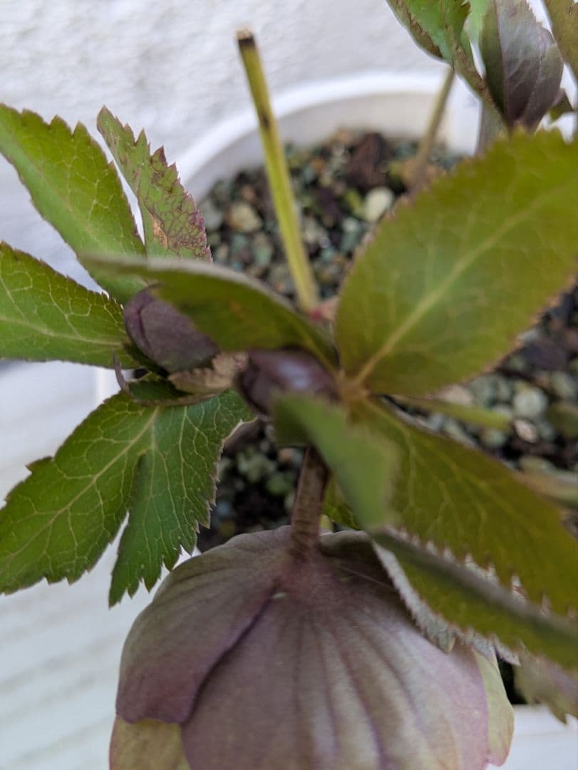 クリスマスローズ　シングル〈大和園〉