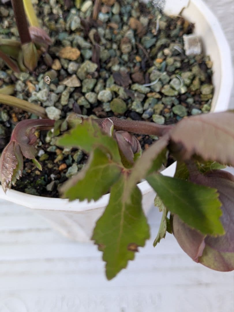 クリスマスローズ　シングル〈大和園〉