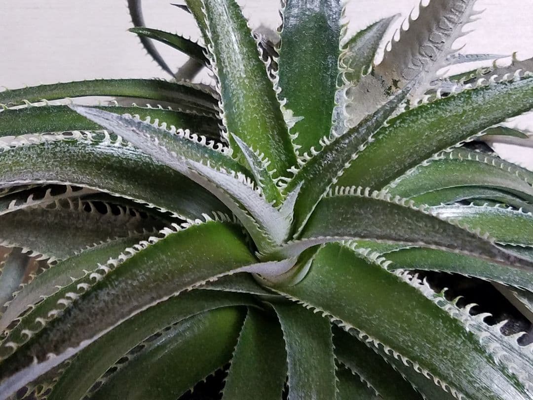 ディッキア 2頭 鉢植え 多頭 プロメリア アガベ 珍奇植物 多肉植物 観葉植物