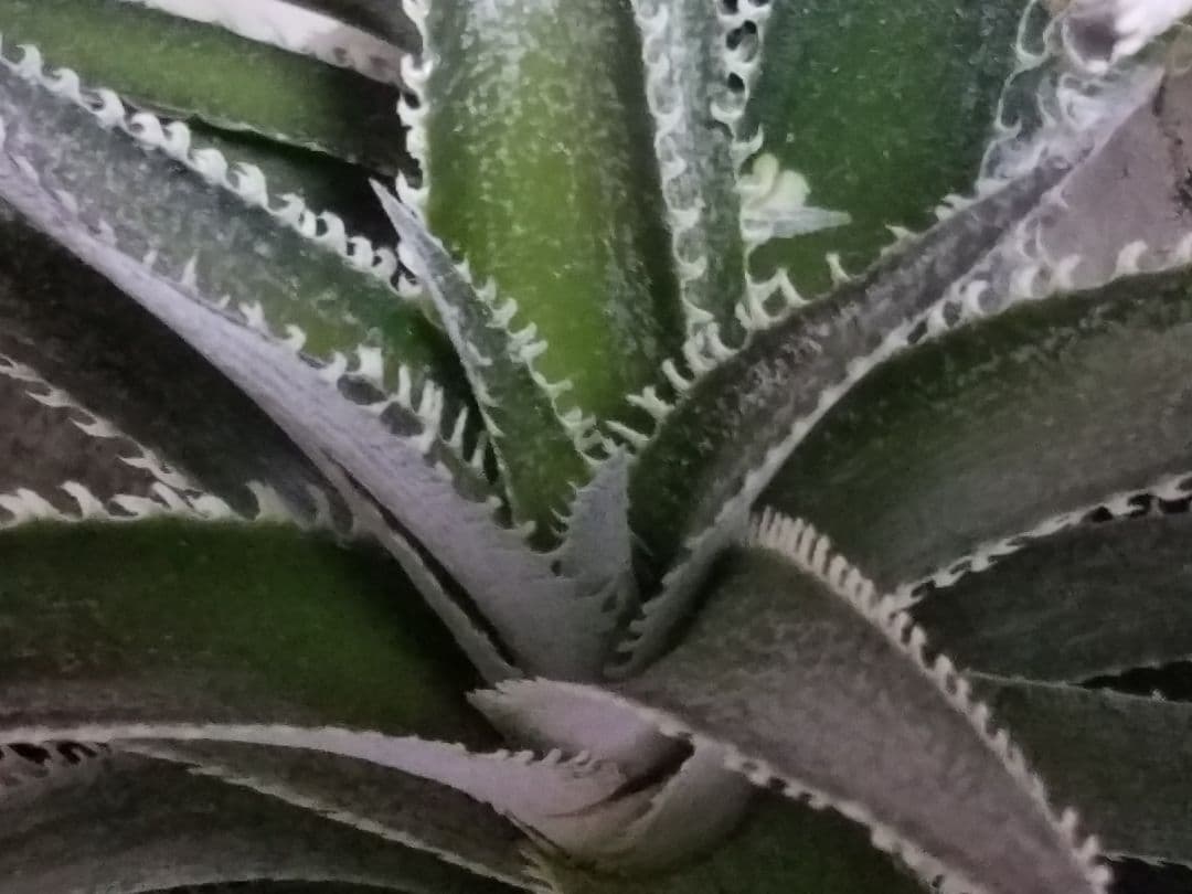 ディッキア 2頭 鉢植え 多頭 プロメリア アガベ 珍奇植物 多肉植物 観葉植物