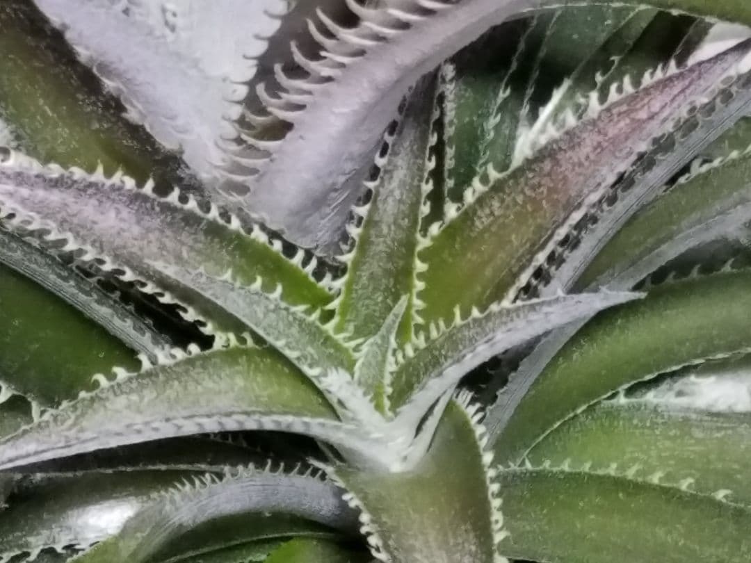 ディッキア 2頭 鉢植え 多頭 プロメリア アガベ 珍奇植物 多肉植物 観葉植物