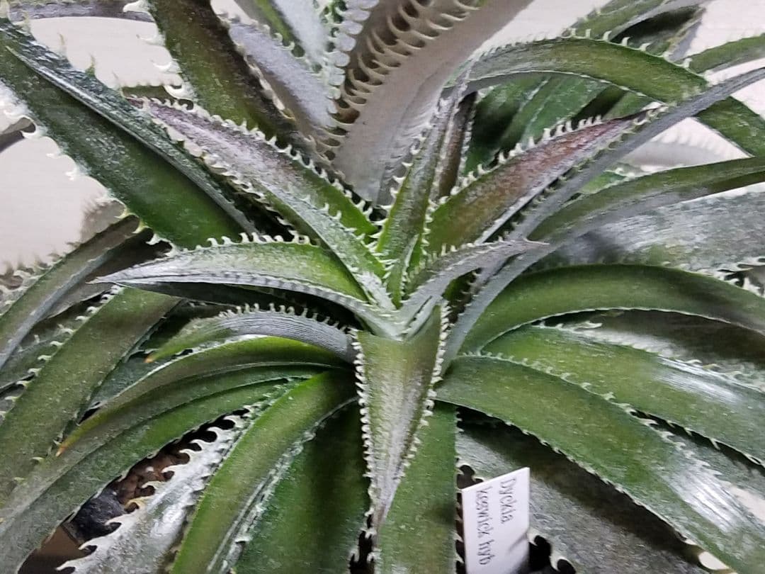 ディッキア 2頭 鉢植え 多頭 プロメリア アガベ 珍奇植物 多肉植物 観葉植物