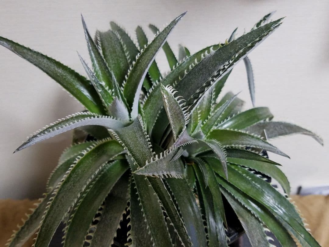 ディッキア 2頭 鉢植え 多頭 プロメリア アガベ 珍奇植物 多肉植物 観葉植物