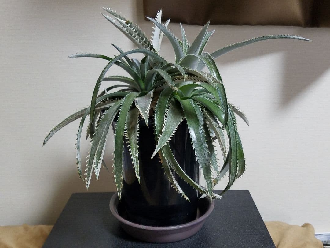 ディッキア 2頭 鉢植え 多頭 プロメリア アガベ 珍奇植物 多肉植物 観葉植物
