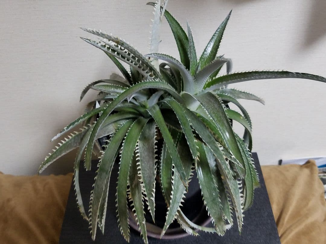 ディッキア 2頭 鉢植え 多頭 プロメリア アガベ 珍奇植物 多肉植物 観葉植物