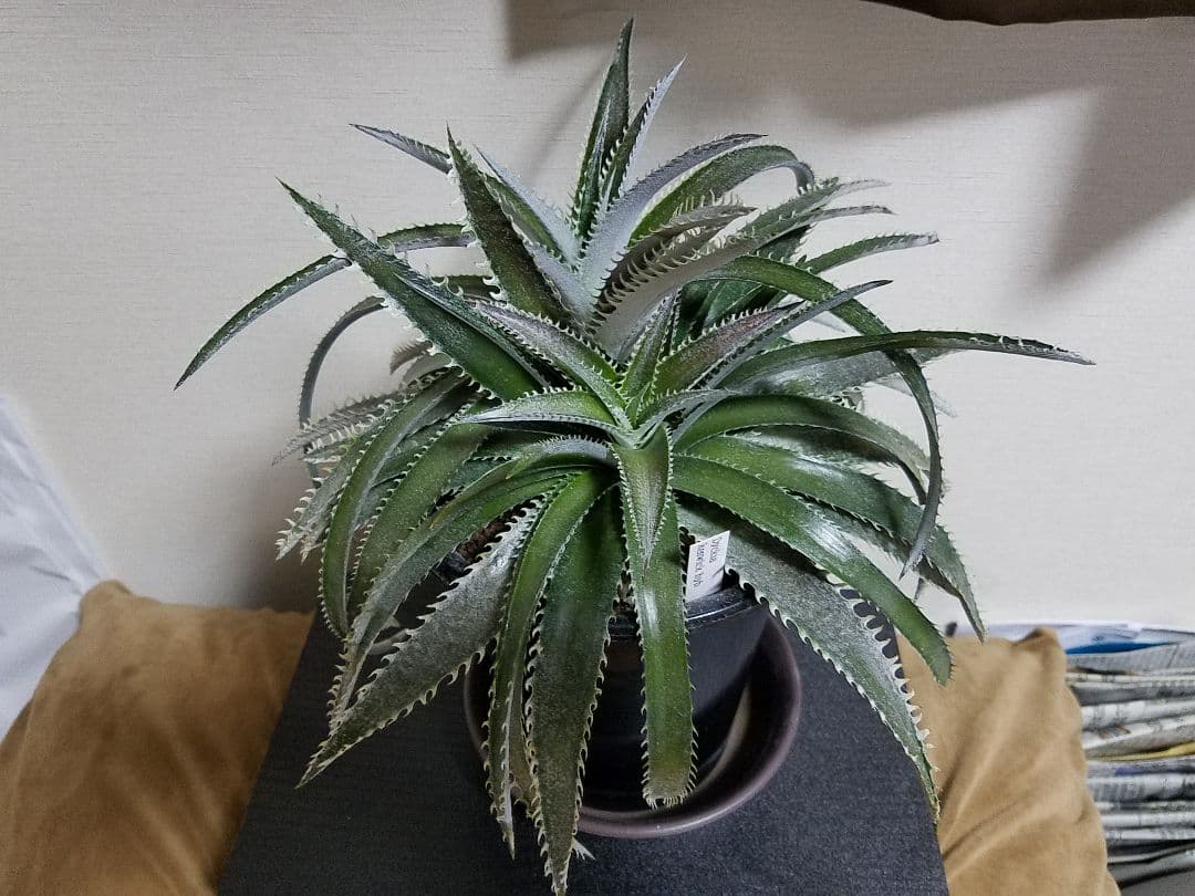 ディッキア 2頭 鉢植え 多頭 プロメリア アガベ 珍奇植物 多肉植物 観葉植物