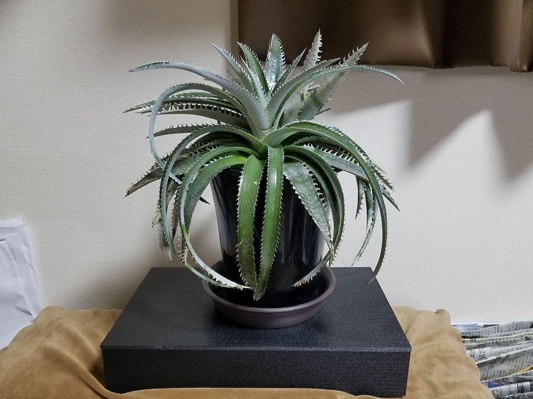 ディッキア 2頭 鉢植え 多頭 プロメリア アガベ 珍奇植物 多肉植物 観葉植物