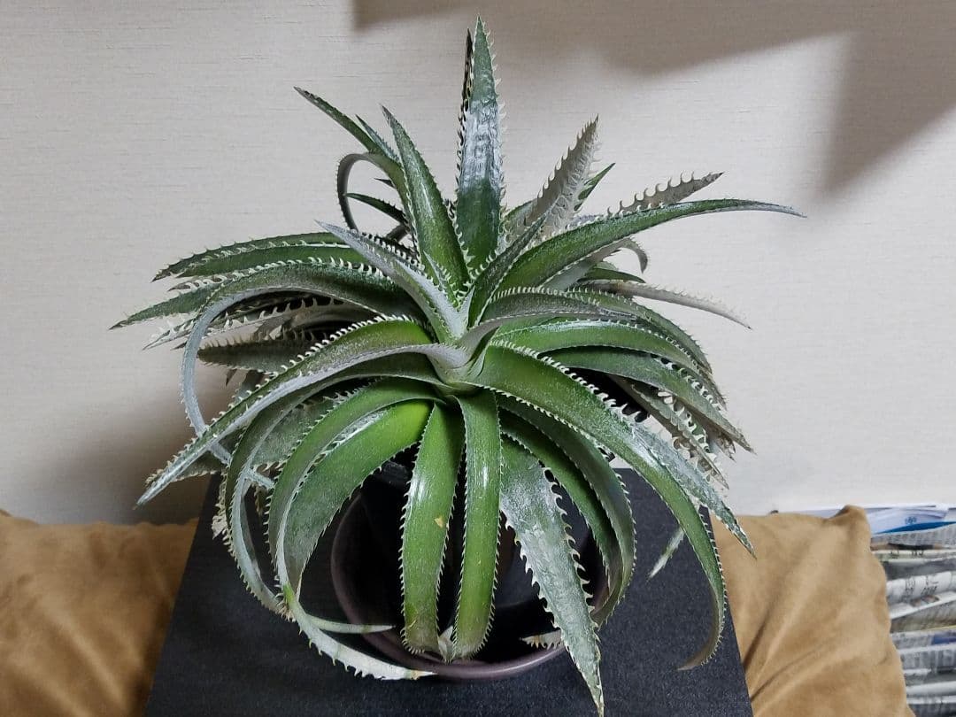 ディッキア 2頭 鉢植え 多頭 プロメリア アガベ 珍奇植物 多肉植物 観葉植物