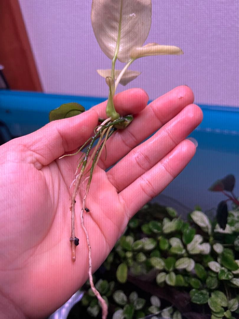 アヌビアスナナ　パンダキング