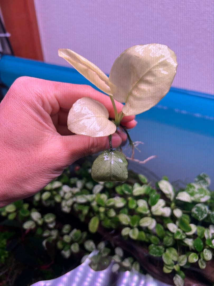 アヌビアスナナ　パンダキング