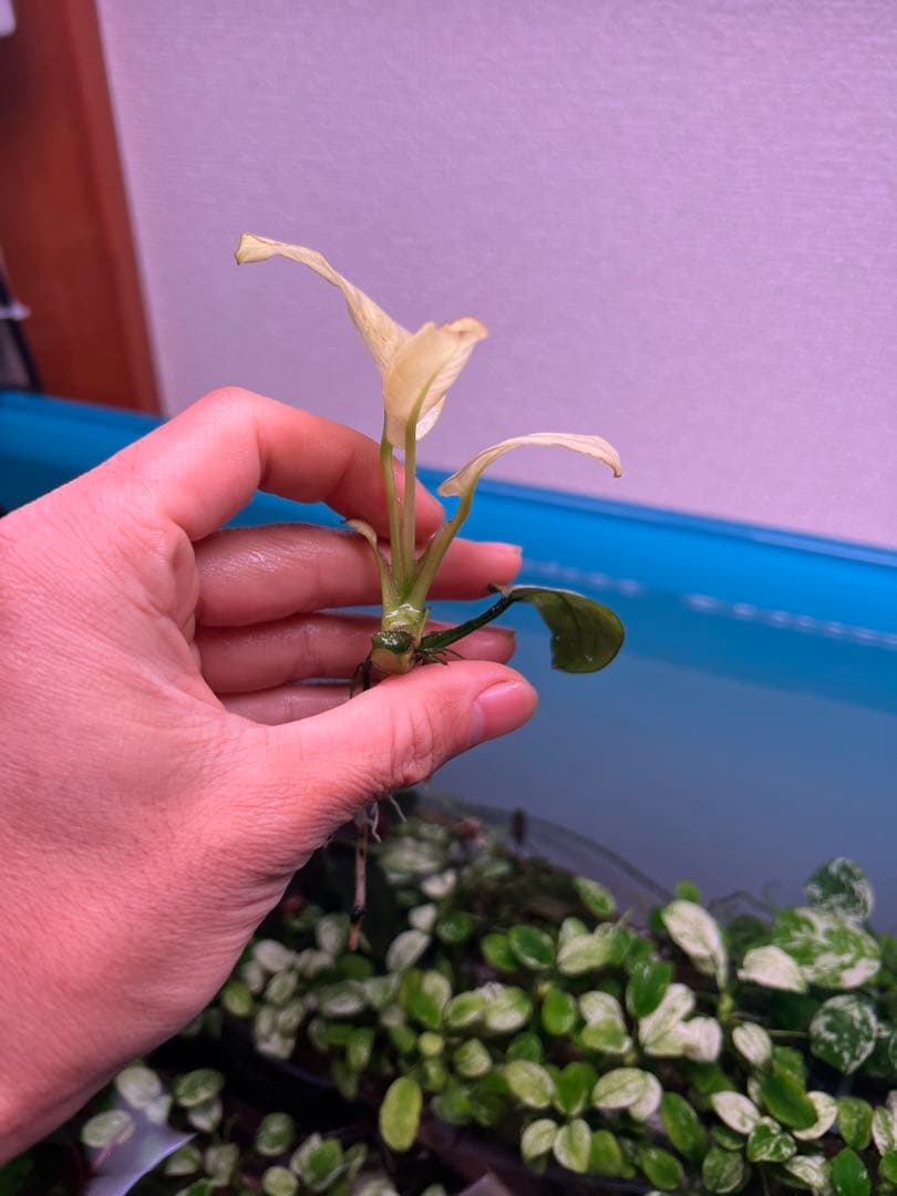 アヌビアスナナ　パンダキング