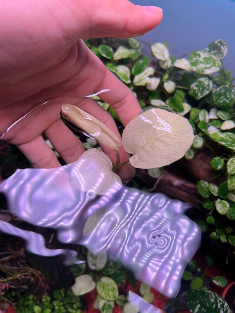 アヌビアスナナ　パンダキング