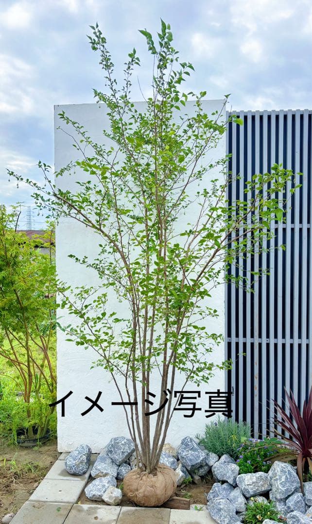 ※ふき様おまとめ専用 エゴノキ株立ち1.8M(鉢底から)